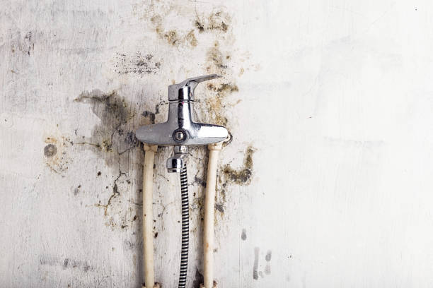 Best Localized Mold Remediation (e.g., coastal areas, humid climates) in South Valley, NM