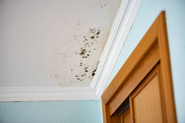 Best Black Mold Remediation in South Valley, NM