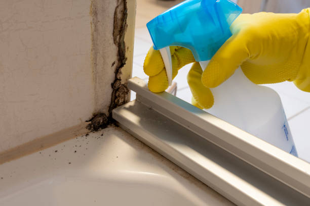 Best Mold Remediation for Specific Building Types in South Valley, NM
