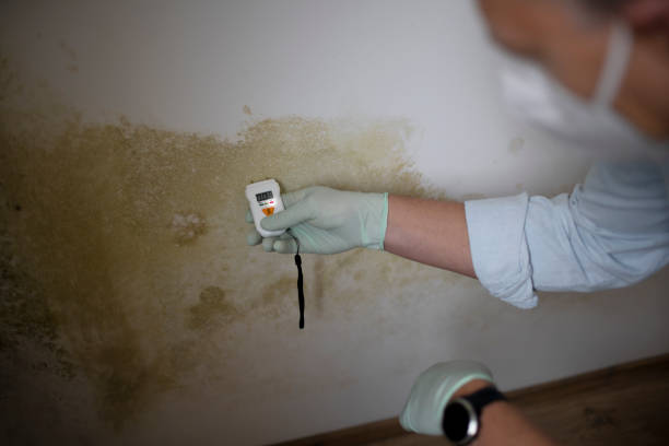 Best Bathroom Mold Remediation in South Valley, NM