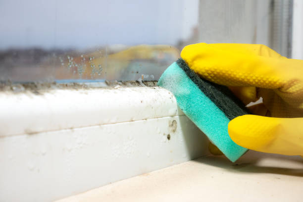 Best Industrial Mold Remediation in South Valley, NM