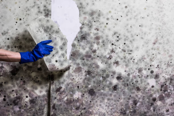Best Mold Testing and Inspection Services in South Valley, NM
