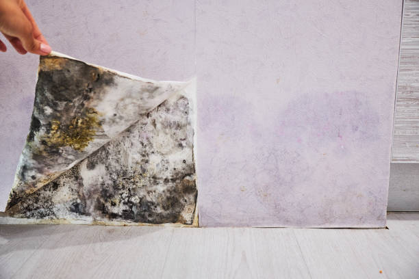Best Mold Testing and Inspection Services in South Valley, NM